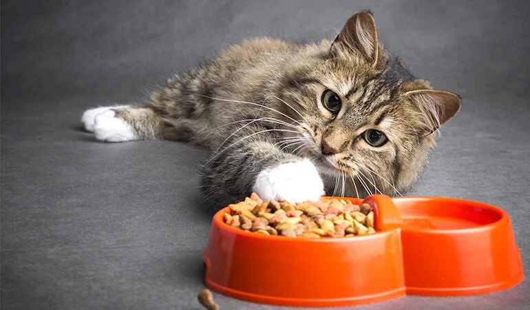 En iyi kedi maması: Sağlıklı, mutlu ve uzun ömürlü patiler için image