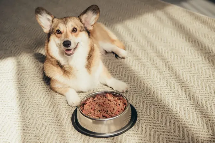 En İyi Köpek Maması: Sağlıklı ve Mutlu Patiler İçin Doğru Seçim image