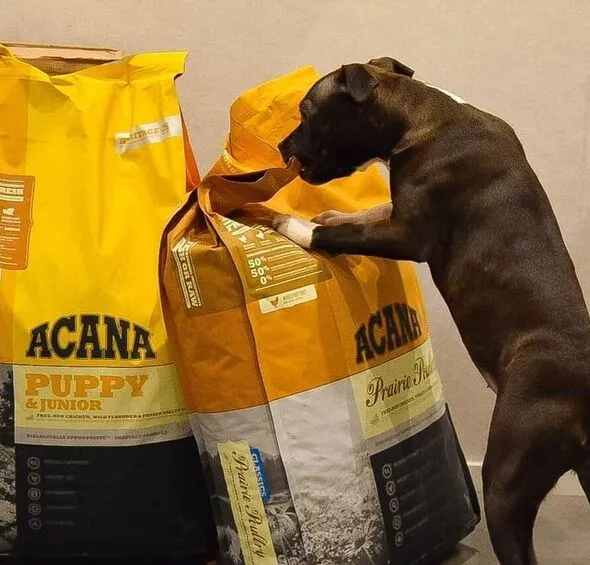 Acana Puppy & Junior