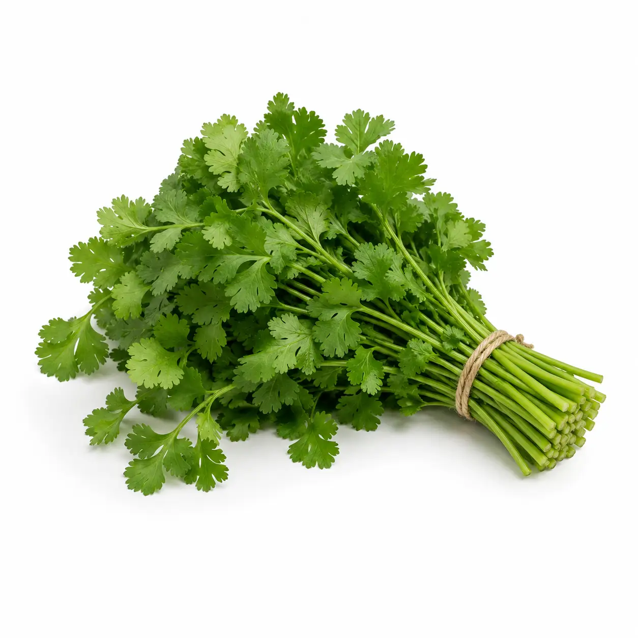 Cilantro Manojo Pz