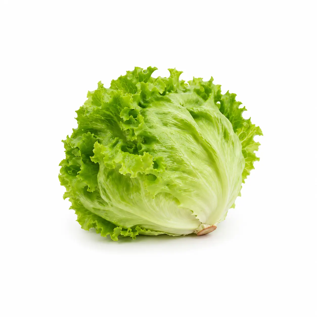 Lechuga Pz