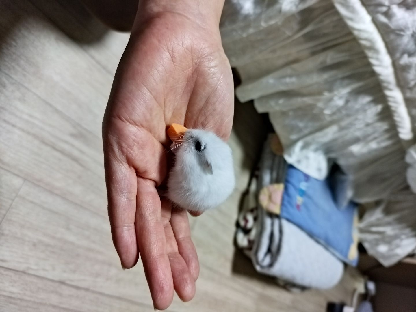댓글 첨부 이미지