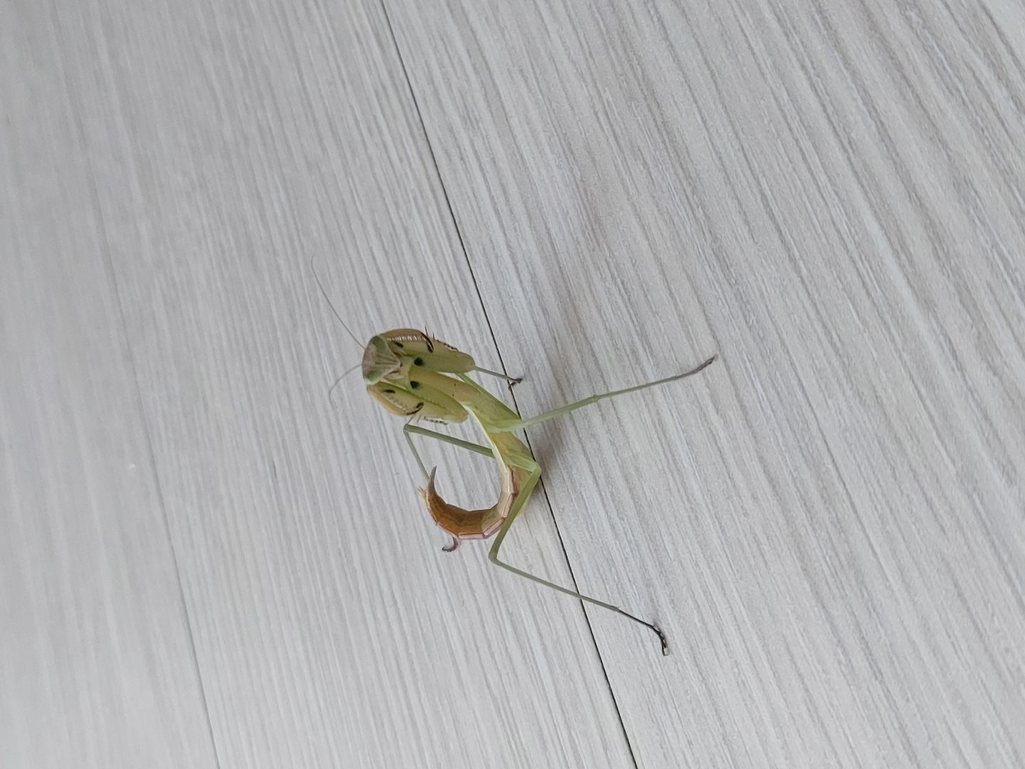 댓글 첨부 이미지