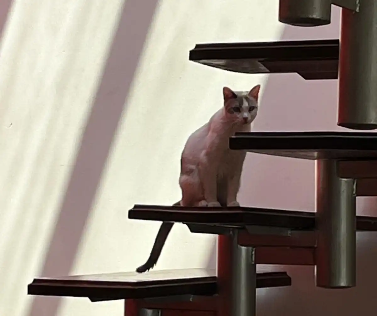 El gato y la relatividad