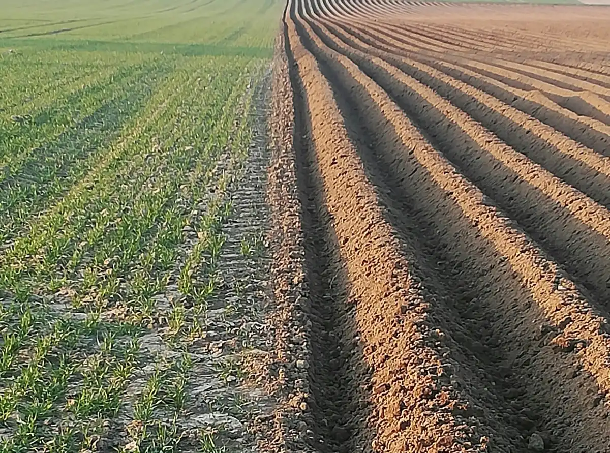 Abren convocatoria en Elota para apoyo con semillas a productores temporaleros 2025