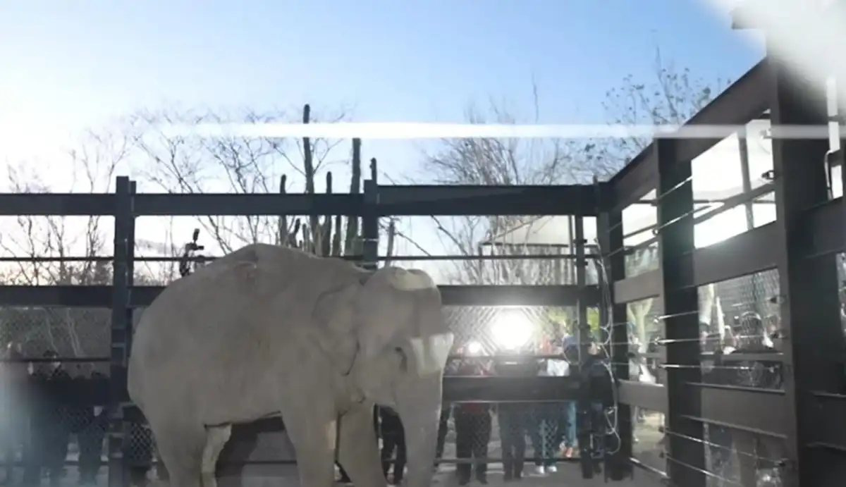 Mazatlán albergará el mayor santuario de fauna rescatada en Latinoamérica con la apertura de BioParc El Encanto
