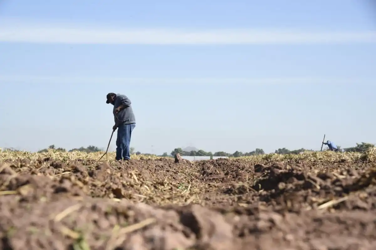 Sinaloa lanza programa de semilla mejorada de cacahuate con inversión de 13.5 millones de pesos