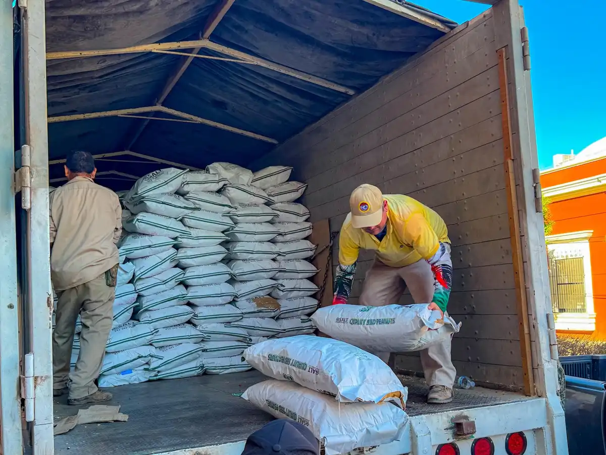 Impulsan el campo en El Fuerte con entrega de semilla mejorada de cacahuate