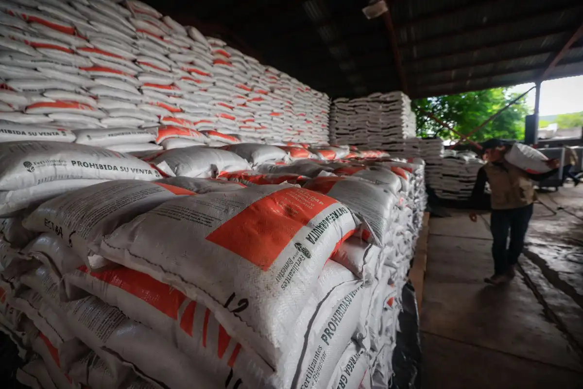 Amplían programa de fertilizantes para productores de garbanzo en Sinaloa ante crisis hídrica