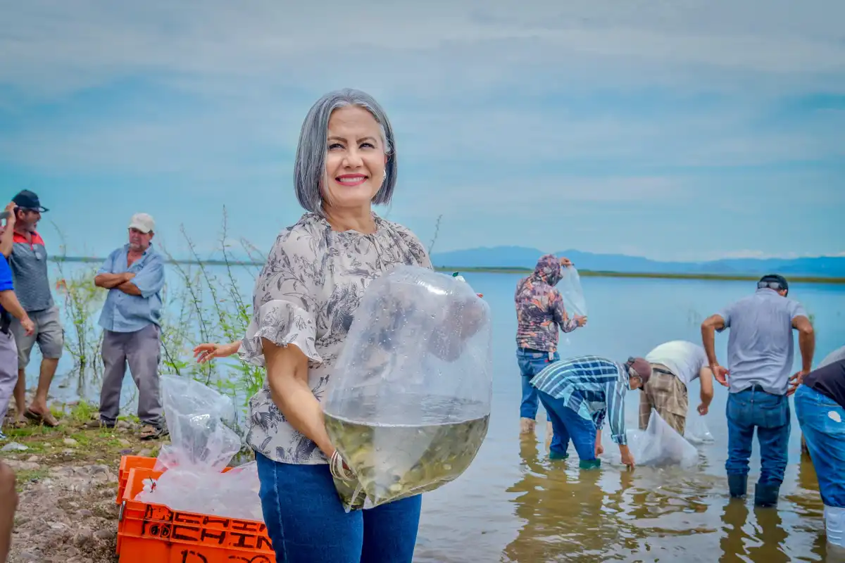 Impulsan la pesca en Guamúchil con siembra de medio millón de alevines en presa Eustaquio Buelna