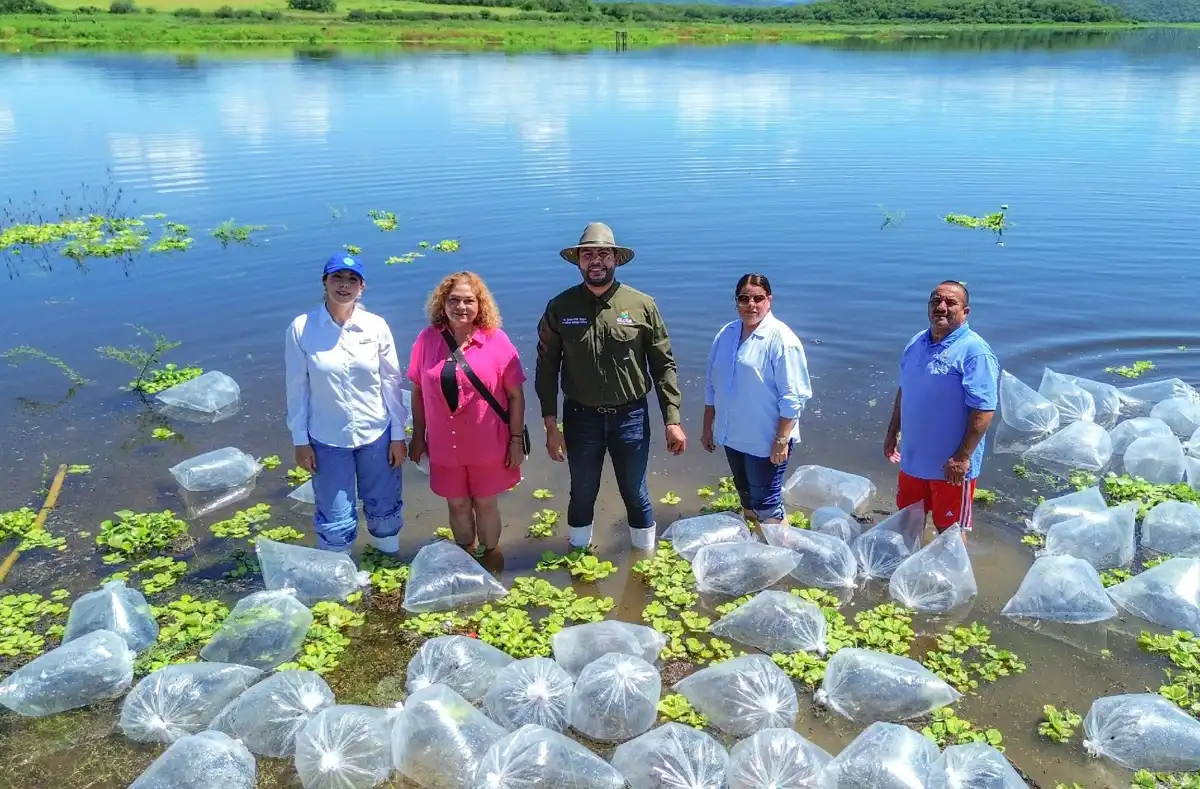 Siembran un millón de alevines en la Presa El Salto para fortalecer la pesca sustentable en Elota