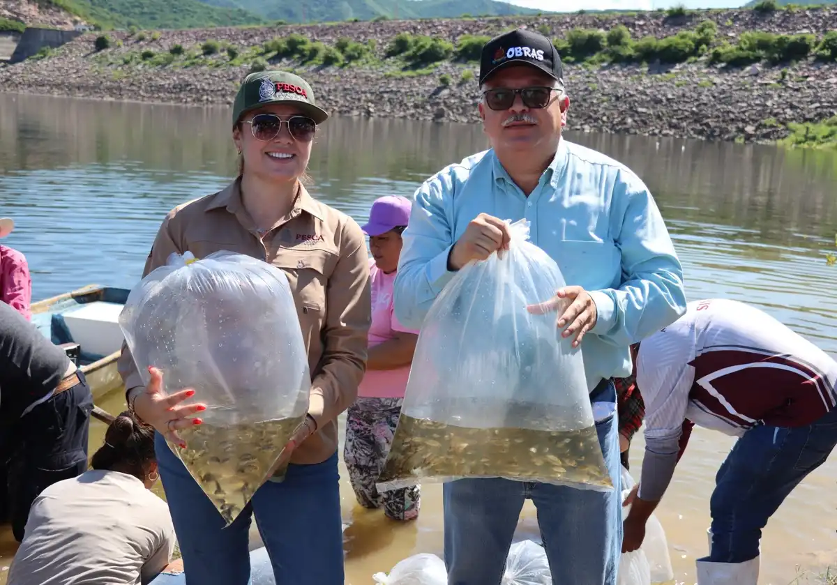 Siembran 600 mil alevines en la presa Guillermo Blake Aguilar de Sinaloa de Leyva