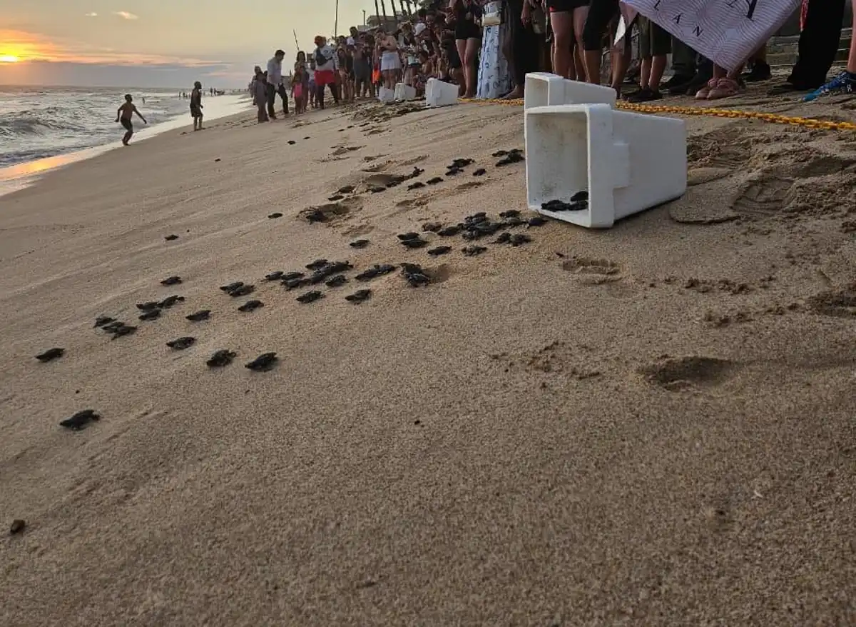Mazatlán protege más de 53 mil huevos de tortuga marina con programa de conservación