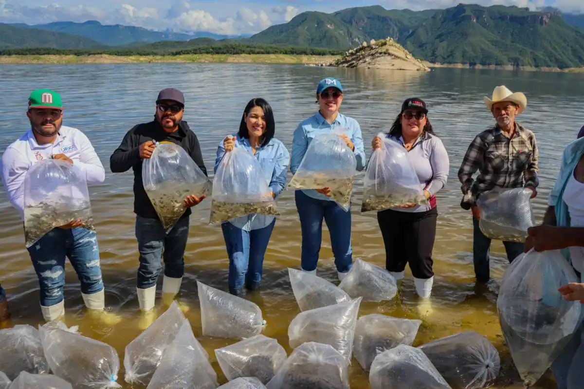 Presa Huites recibe 2 millones de alevines y refuerza producción pesquera en Sinaloa