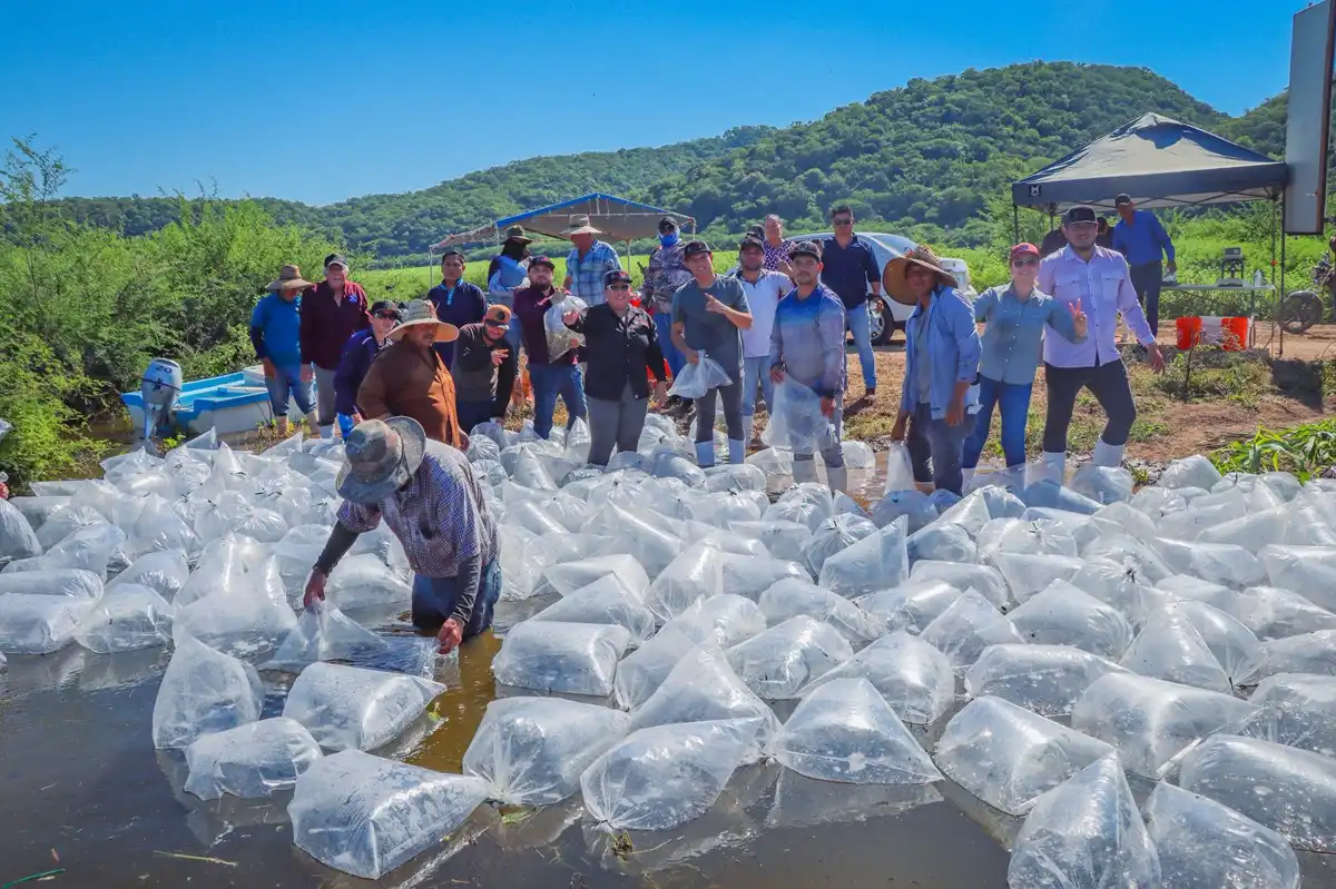 Gobierno de Sinaloa libera 500 mil alevines de tilapia en El Varejonal para impulsar la pesca y el bienestar social
