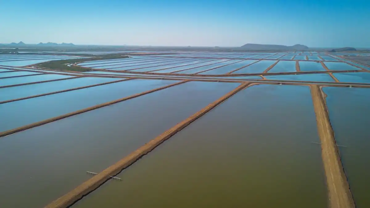 Producción de camarón en Sinaloa inicia 2026 con precios estables y expectativas positivas