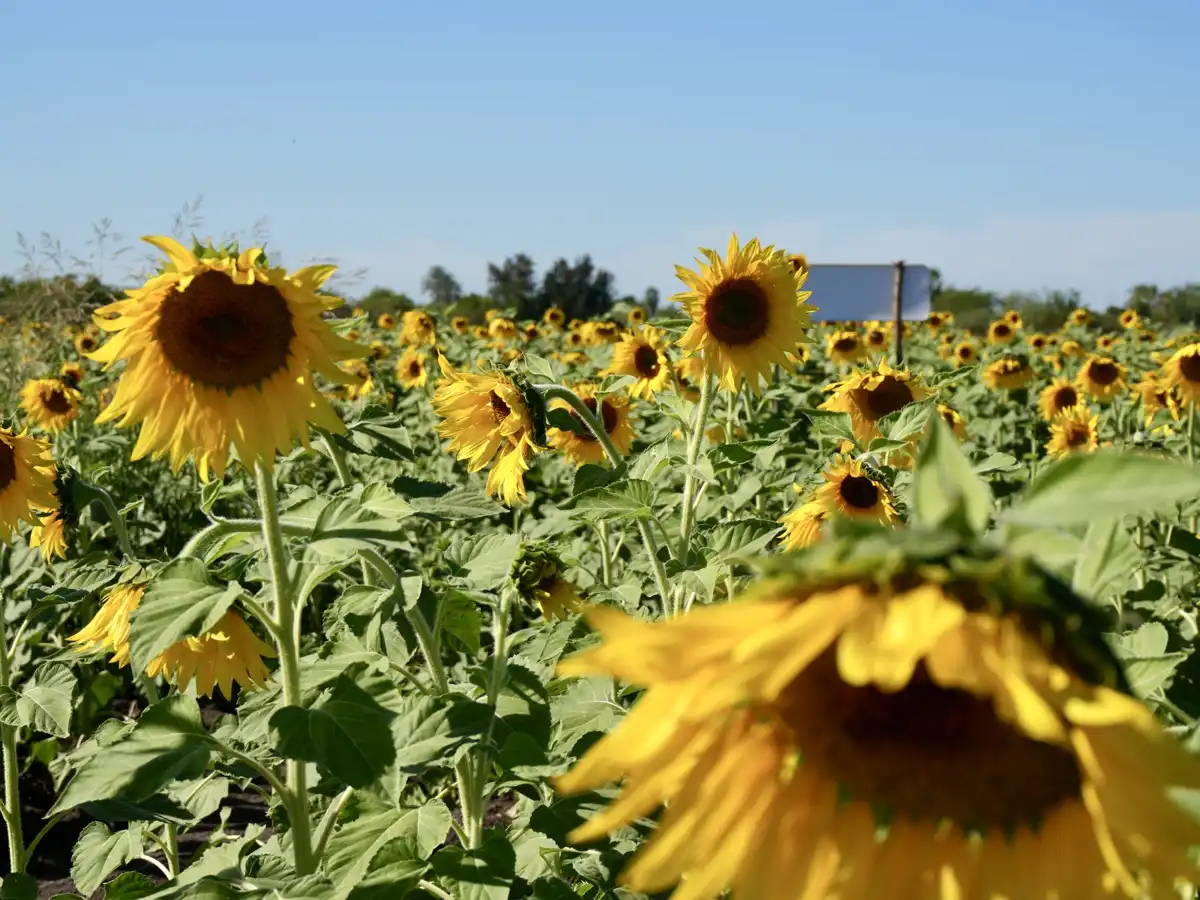 Campos de girasoles impulsan turismo al 100% en Mocorito durante temporada invernal