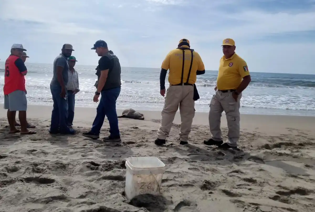 Rescatan a lobo marino herido en Playa El Caimanero, en El Rosario