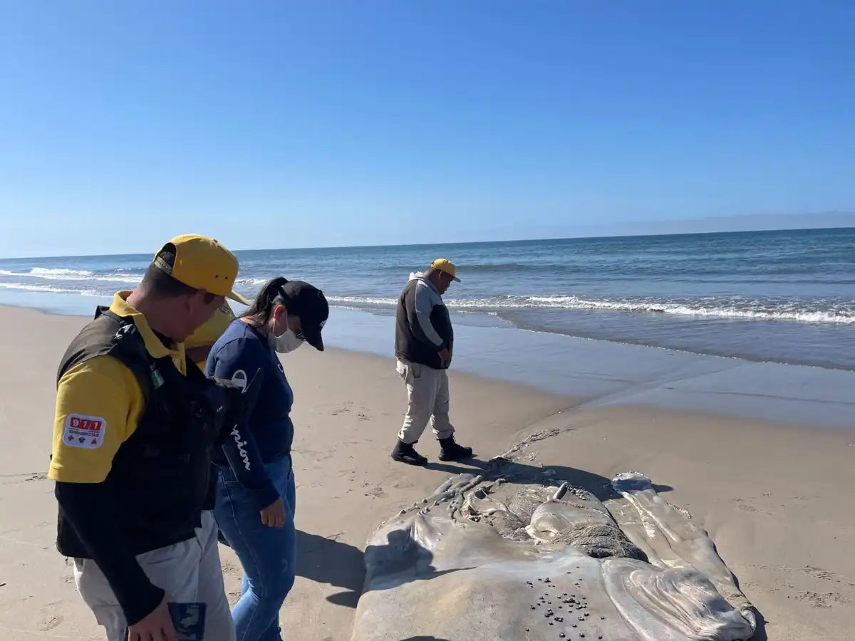 Autoridades atienden varamiento de ballena sin vida en Playa El Caimanero, Rosario
