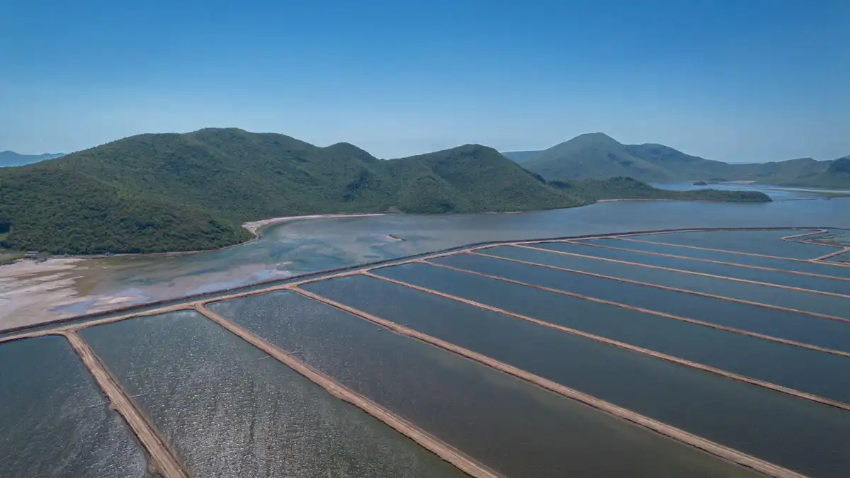 Sinaloa establece nuevos permisos de siembra y cosecha para fortalecer la acuacultura