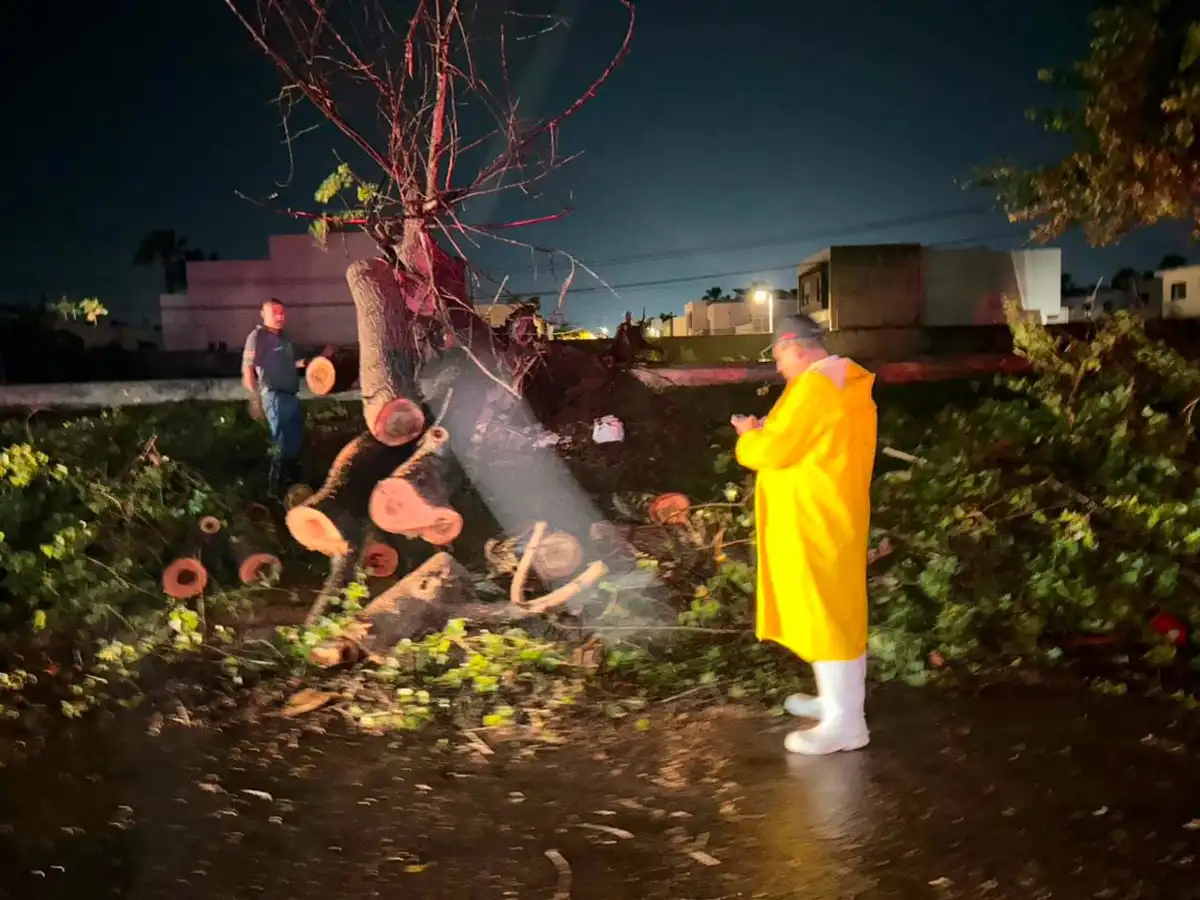 Tormenta provoca caída de 15 árboles y cortes de energía en Los Mochis y Ahome