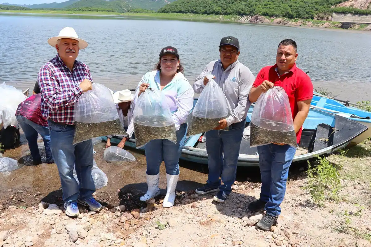 Siembran 1.5 millones de alevines de tilapia en presa de Sinaloa de Leyva