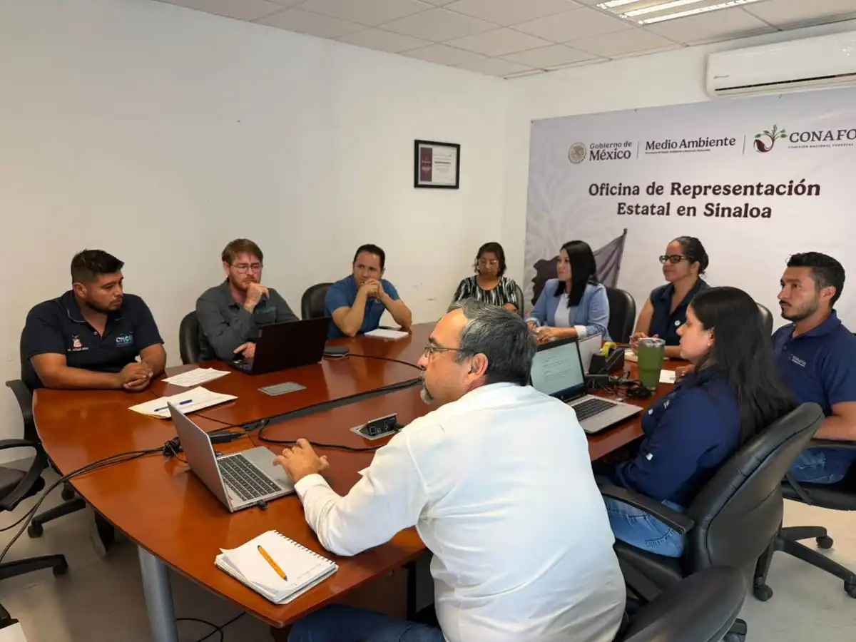 Realizan acciones de saneamiento forestal en bosques de Choix