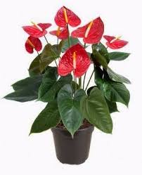 Anthurium en maceta 