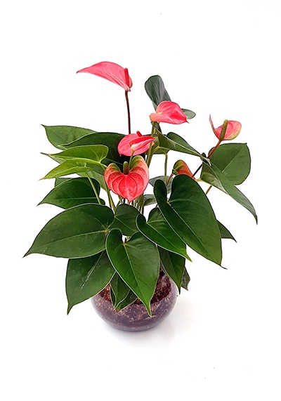 Anthurium maceta de vidrio