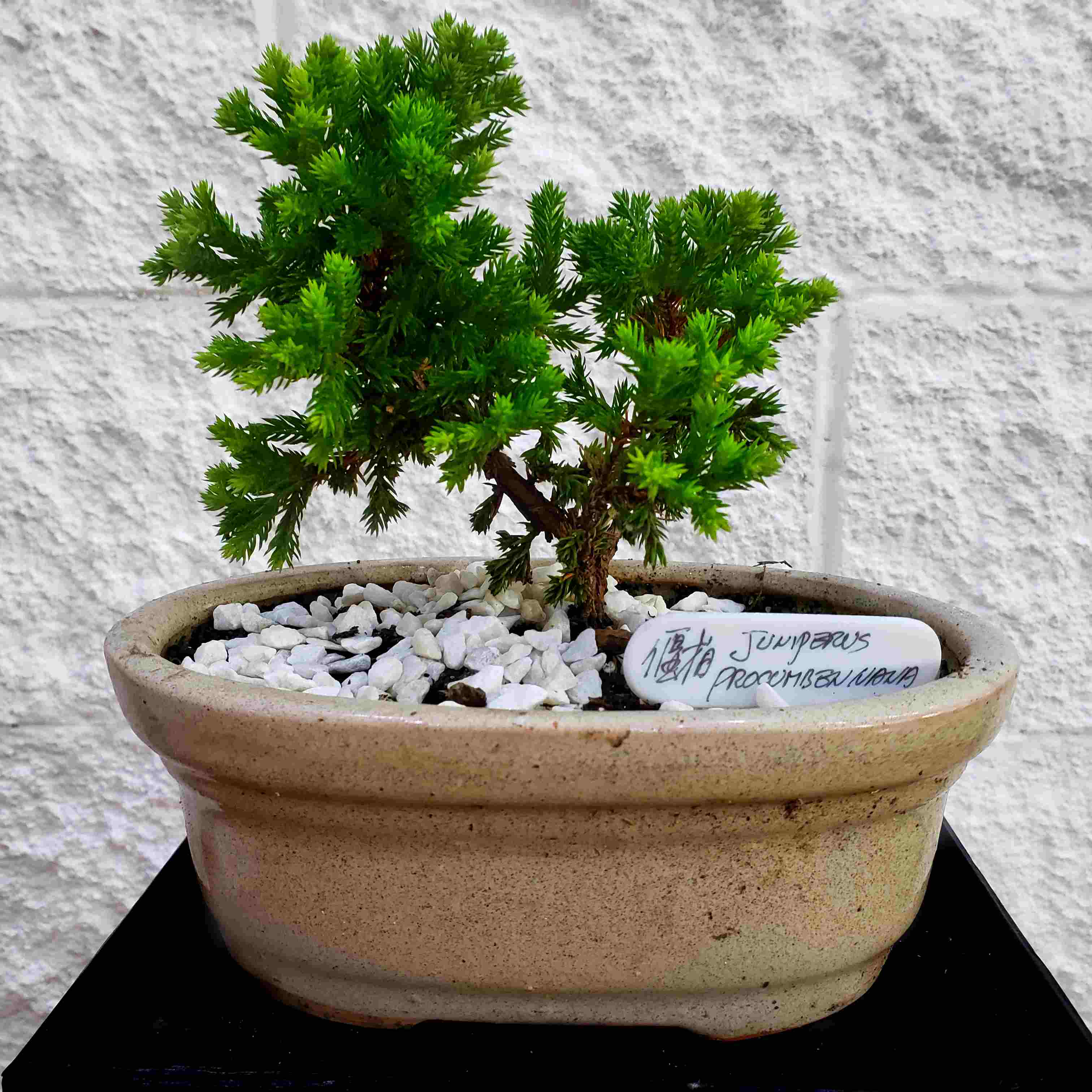 Bonsai