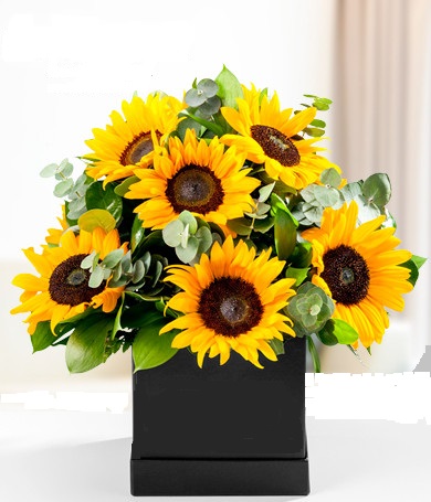 Caja de Girasoles