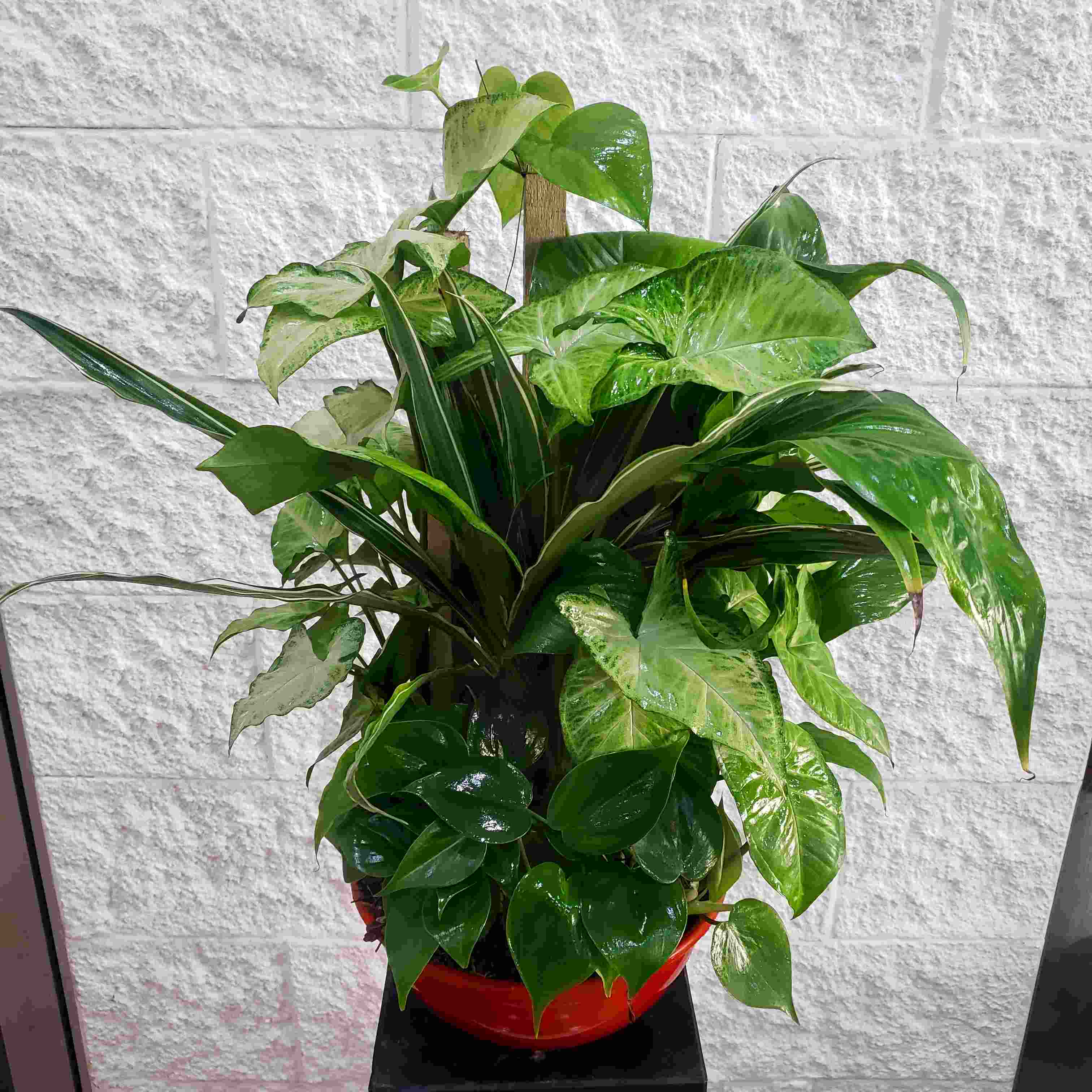 Conjunto de Plantas