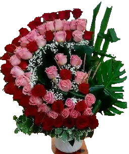 Medialuna de Rosas Importadas