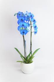 ORQUIDEA PHALEANOPSIS AZUL