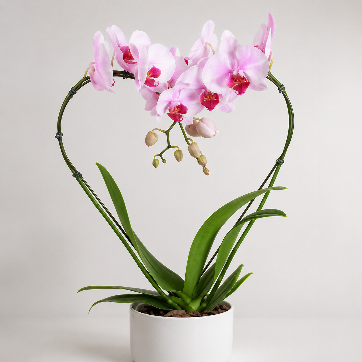 ORQUIDEA PHALEANOPSIS CORAZON