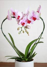 ORQUIDEA PHALEANOPSIS CORAZON