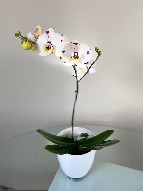 Orquideas Phaleanopsis