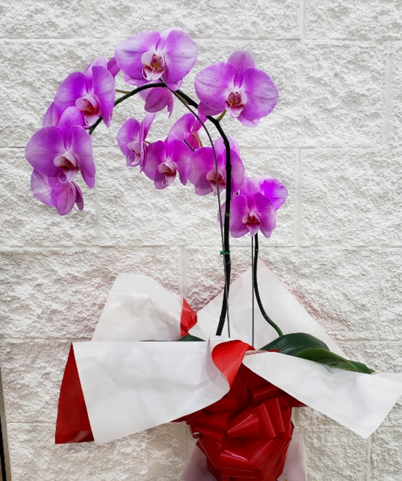 Orquideas Phaleanopsis