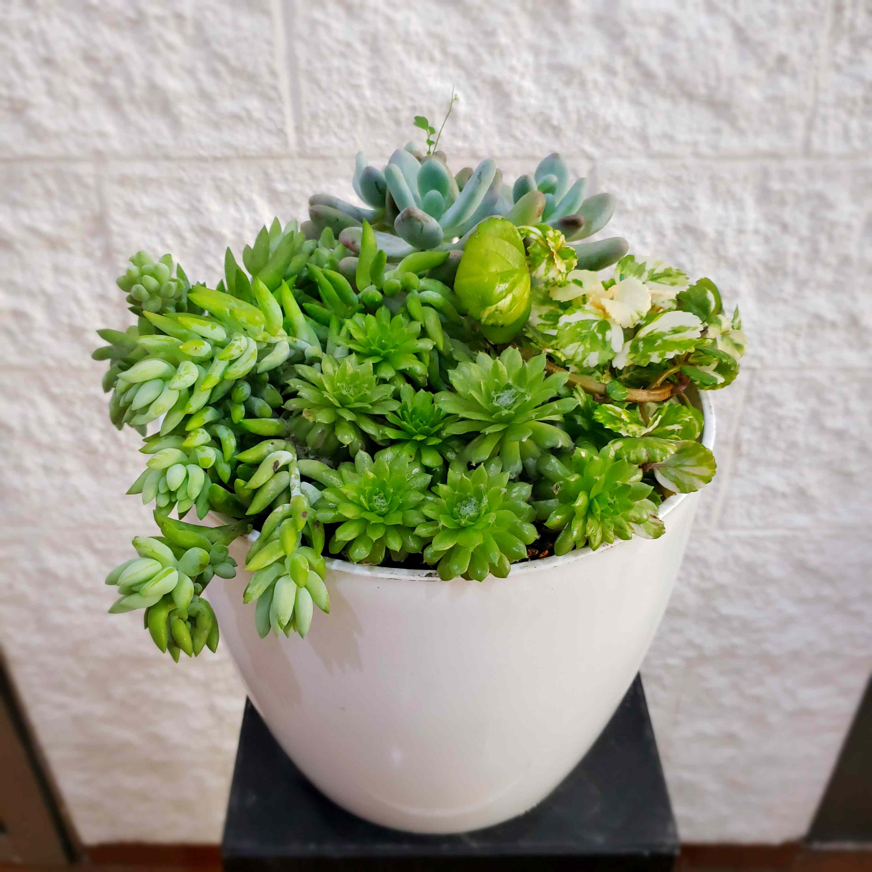 Planta MIX suculentas