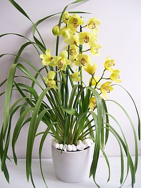  Planta Orquidea Cymbidium de  3 varas