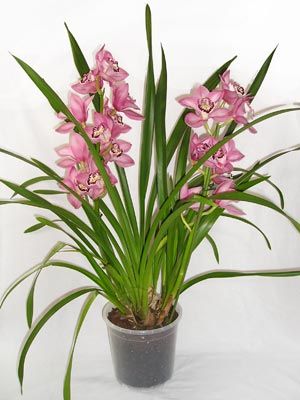 Planta Orquidea Cymbidium de 2 a 3 varas