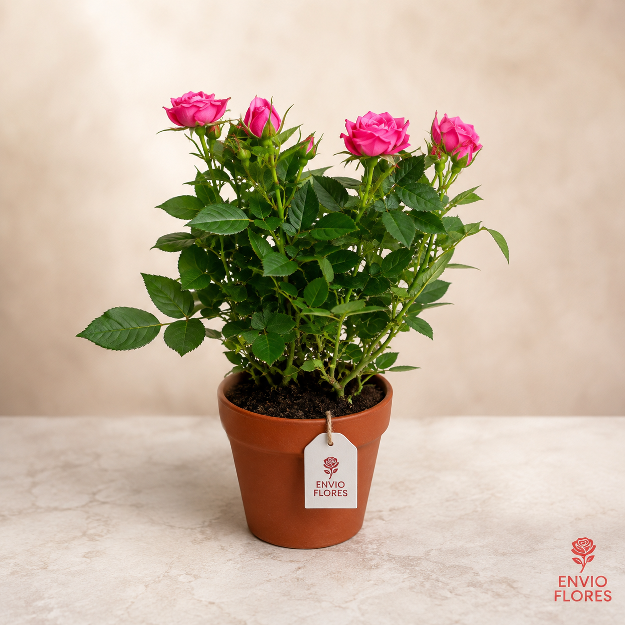 Planta de Minirosa