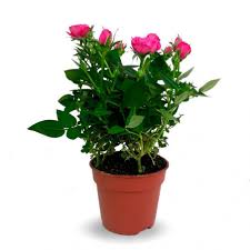 Planta de minirosa