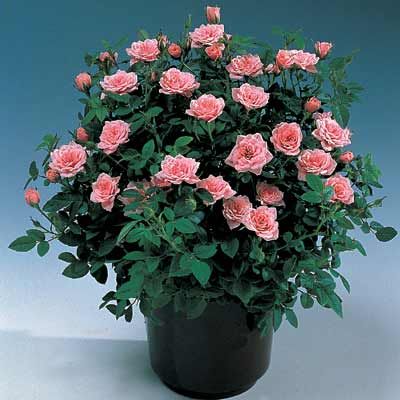 planta de minirosas grande