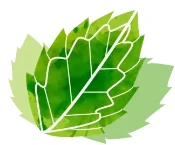 Mint Selection logo