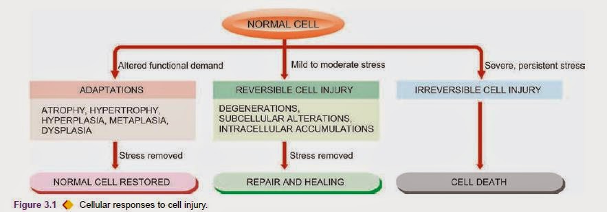 THE NORMAL CELL