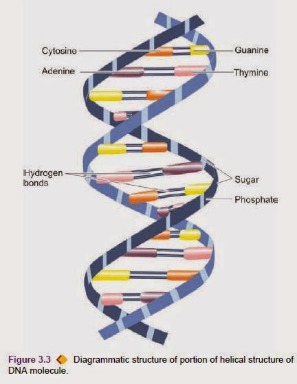 Cell DNA