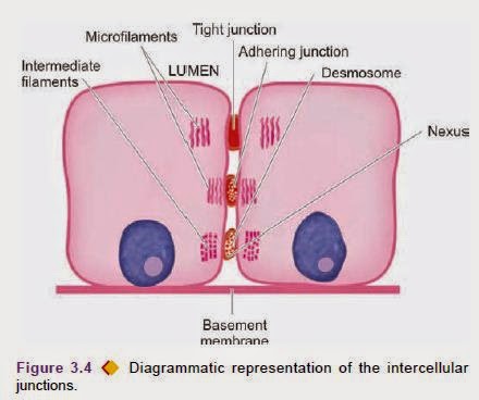 intracellulatr junction