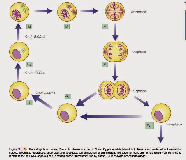 mitosis