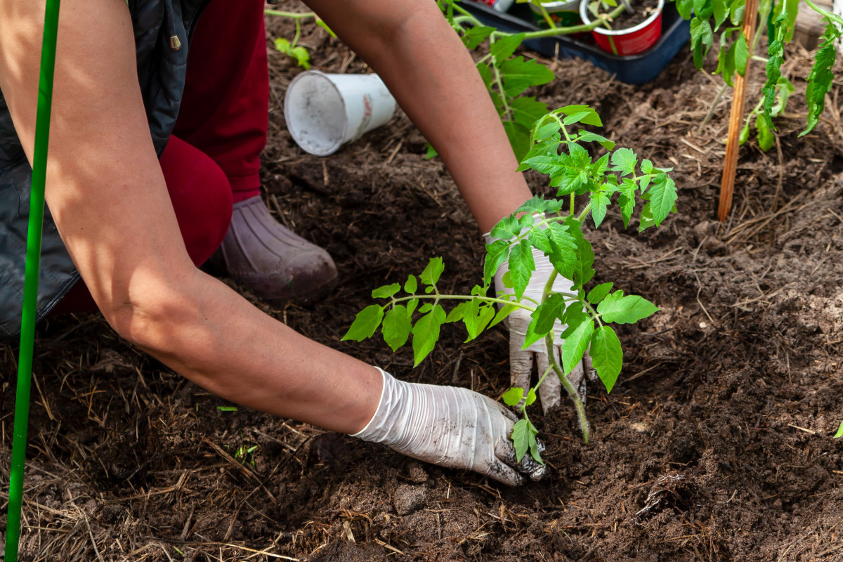 Sadnja Paradajza na Otvorenom – Najčešće Greške i Kako da ih Izbegnete
